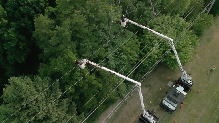 How Our Tree Care Process Works  in  Castle Pines, CO